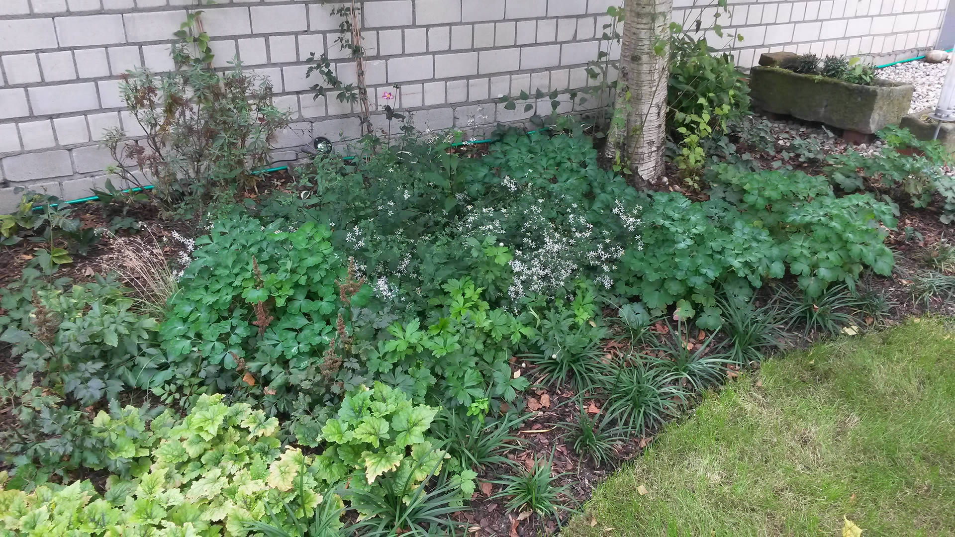 Dichte Pflanzendecke