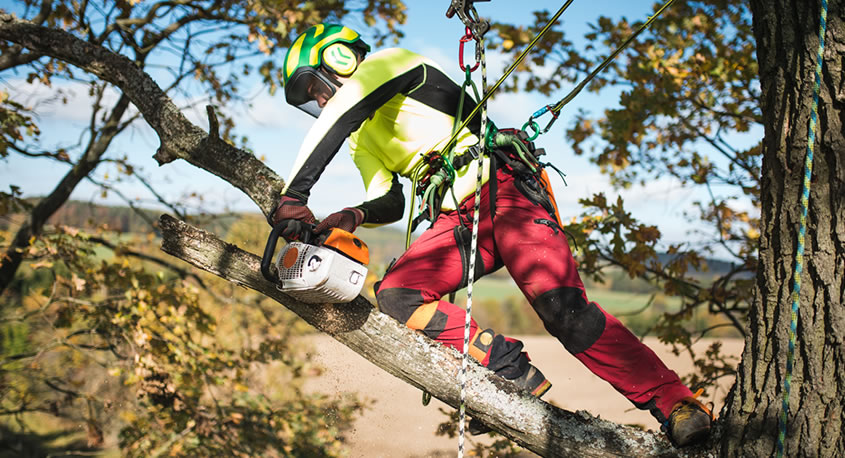 zertifizierte-baumpflege-hoch